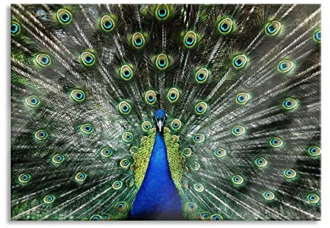 Pixxprint Glasbild, Wandbild aus Echtglas, Schöner Pfau mit seinem Gefieder, 100x70 cm, inkl. Aufhängung und Abstandshalter