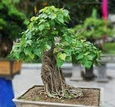 20 Semi di Peepful Fig D4513 (Ficus Religiosa):Seeds