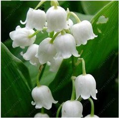 100 Stück/Beutel Maiglöckchen Blume Samen, Bell Orchidee Samen, Reiches Aroma, Bonsai Balkon Blume für Home Topfpflanzen 5