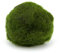 Pianta Cladophora Aegagropila (Marimo) 2-4 cm Confezione da 5 pezzi
