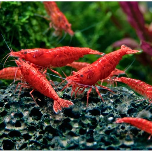 Neocaridina davidi Sakura Rouge – 25 Crevettes Naines Vivantes d'aquarium – Invertébrés Eau Douce – Couleur Rouge Intense – Idéales Débutants – Élevage Français – Expédition Garantie
