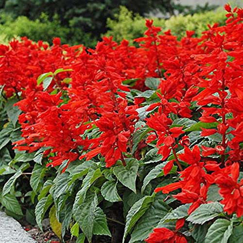Benoon Scharlachrote Salbei-Samen, 50 Stück/Beutel Scharlachrote Salbei-Samen Sonnenschein Bevorzugen Pflanze Im Frühling Starke Vitalität Dekorative Rote Blumensamen Für Zuhause Bündel roter Samen