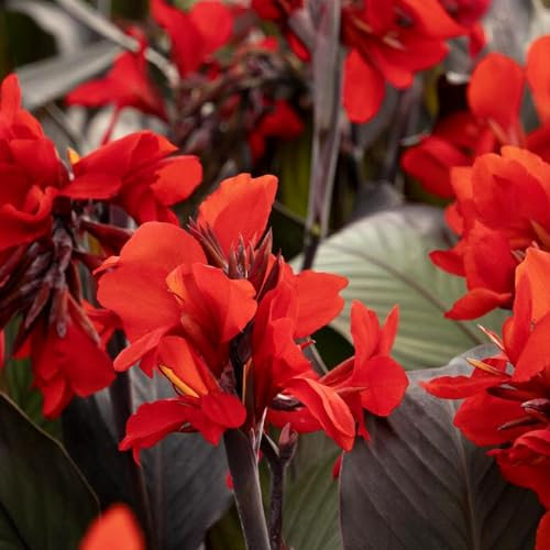 Canna Tropicanna Black Plant- Red Flowers in Summer in a 9cm Pot - Ready to Plant