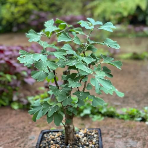 ginkgo baum kaufen samen, zimmerpflanze, winterharte stauden dauerblüher bodendecker samen winterhart, alte sorten saatgut bodendecker winterhart, gartenpflanzen winterhart mehrjährig 6pcs
