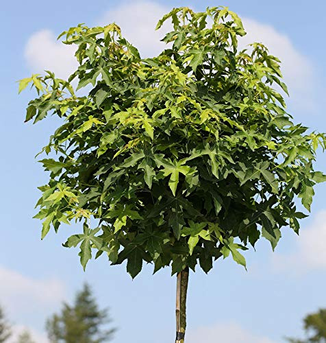 Hochstamm Kugel Amberbaum Gumball 100-125cm - Liquidambar styraciflua - lebende Gartenpflanze aus den Baumschulen