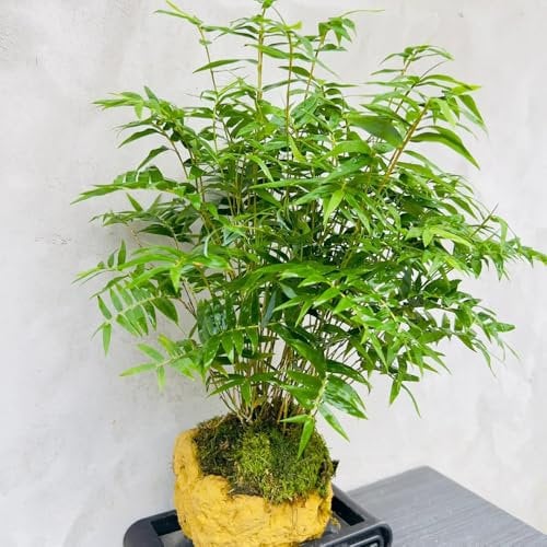 bambus samen balkon - garten,exotische pflanzen bambus pflanze winterharte stauden dauerblüher,gartenpflanzen pflanzen,pflanzen samen bonsai baum,samen zimmerpflanzen 100pcs