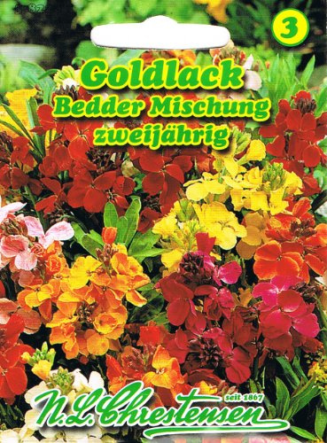 Goldlack Bedder Mischung Cheiranthus cheiri zweijährig