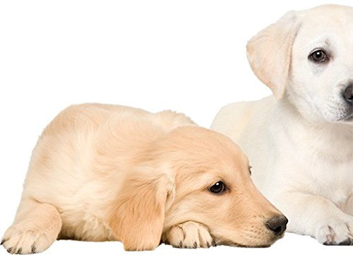 Wandtattoo Hund No.454 Portait of Labradors and Golden Retriever, Größe HxB:30cm x 53cm