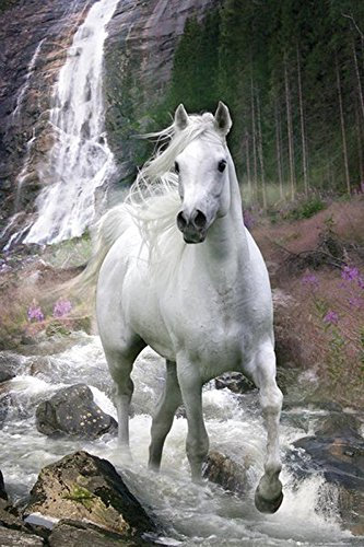 Close Up Pferde Poster Schimmel (61cm x 91,5cm)