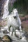 Close Up Pferde Poster Schimmel (61cm x 91,5cm)