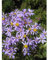 Aster sedifolius 'Nanus' - Niedrige Garten-Aster 'Nanus' - 9cm Topf
