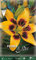 Flora Elite 483434 Asiatische Lilie Yellow & Brown (2 Stück) (Lilienzwiebeln)
