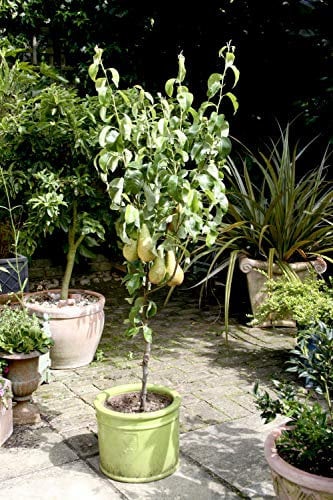 Pear Fruit Tree Standard Patio Hardy Garden Plant 'Conference' 5L Potted Fruit Plants by Suttons