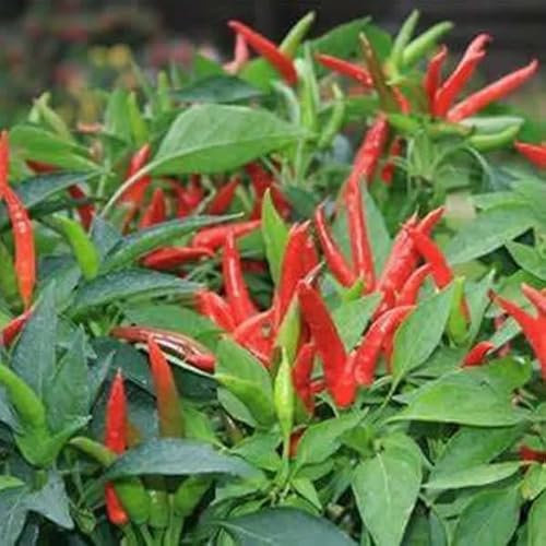 Birds Eye Chilischoten Samen - Wachsen Piri Piri Tobasco Chilis Qualität Chili Heirloom Saatgut