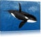 Pixxprint schöner Orca im Meer B&W, Größe: 60x40cm, Leinwandbild, fertig gespannt, Wandbild, Dekoration, Kunstdruck, kein Poster