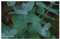 Ficus benjamina - Bonsai - Birkenfeige - 100 Samen