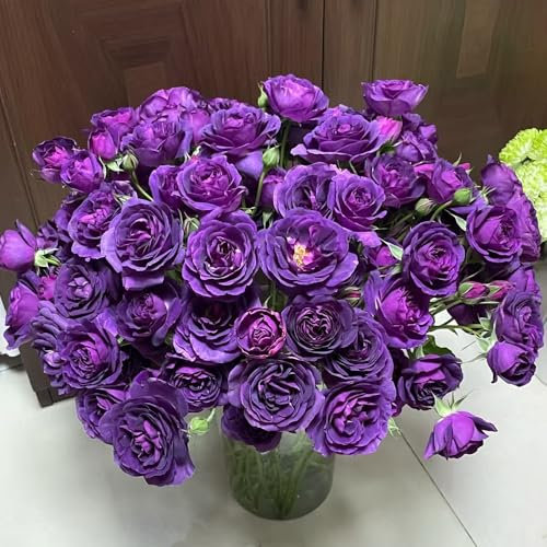 rosensamen Sträucher, kletterrosen winterhart duftend frühlingsblumen wohnzimmer Rosenstrauch balkondeko Zierblumen stauden pflanzensamen kletterpflanzen topfpflanzen hochzeitsstrauß 150pcs