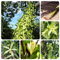 Vanille samen- vanilleschoten bio samen、 bonsai samen、einfach zu Pflanzen gartenpflanzen winterhart mehrjährig、pflanzen samen hängepflanzen winterhart mehrjährig、gartenpflanzen 80pcs