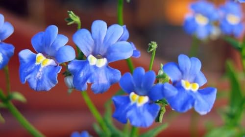 Blau-Weiße Nemesie, ''KLM'', Elfenspiegel - zweifarbig