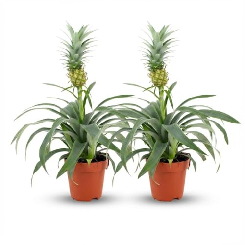Ananaspflanze Mi Amigo – 2 Pflanzen – Ø12cm – Höhe 35–40cm – Tropische Zimmerpflanze mit Zierananas – Exotische Dekopflanze für Zuhause