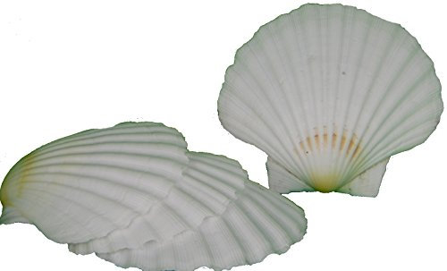 4er Set Muschel Schalen Scallops Jakobsmuscheln 10-12cm