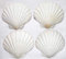 4er Set Muschel Schalen Scallops Jakobsmuscheln 10-12cm