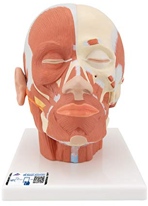 3B Scientific Menschliche Anatomie - Kopfmuskulatur + kostenlose Anatomie App - 3B Smart Anatomy