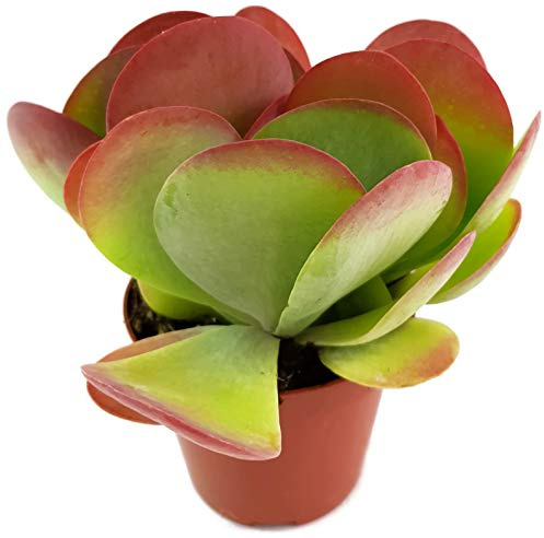 Fangblatt - Kalanchoe thyrsifloraRed Lips Gr. M - das afrikanische Dickblatt - pflegeleichte Sukkulente für Einsteiger und viel Beschäftigte