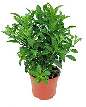 Galán de Noche Cestrum Nocturnum Dama de Noche Planta Natural de Exterior