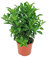 Galán de Noche Cestrum Nocturnum Dama de Noche Planta Natural de Exterior