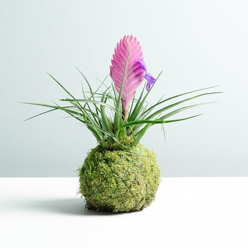 Kokedama Tillandsia Rosa | Kokedama Natural | Técnica Japonesa | Bola de Musgo | Decoración | Hogar | Kokedama de Interior | Fácil Cuidado