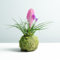 Kokedama Tillandsia Rosa | Kokedama Naturale | Tecnica Giapponese | Palla Muschio | Decorazione | Casa | Kokedama per interni | Facile cura
