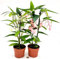 POWERS TO FLOWERS - BEGONIA TAMAYA A FIORE BIANCO e ROSA, CORALLINA, TAMAIA, 2 PIANTE, piante vere