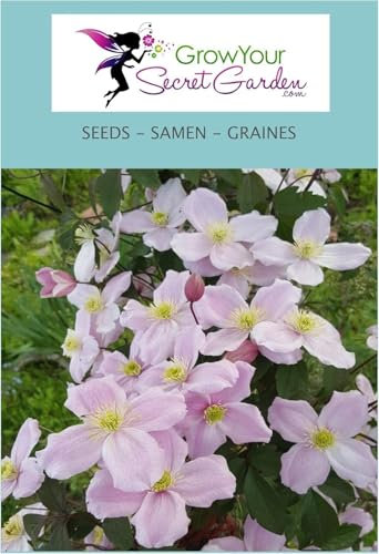 Clématite - Clematis montana 10 Graines- vivace