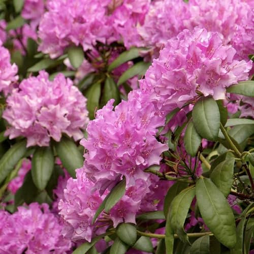 Rhododendron 'Roseum Elegans' x2 Plants - Unusual Variety of Evergreen Shrub