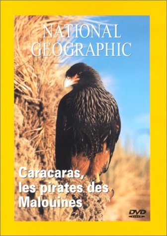 National Geographic : Caracaras, la terreur des Malouines