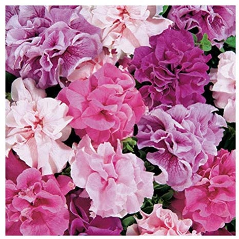 PREMIER SEEDS DIRECT Petunia - Hybrid Double Mixed - 0.05GM Approx 500 Seeds