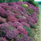 Frisch 1000 Samen - Aubrieta Cascade Bodendecker Seeds Mix
