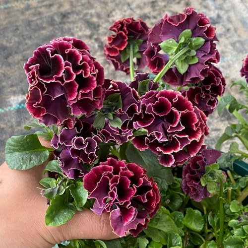 Semi di viola cornuta resistenti, viola cornuta Viola cornuta, perenni resistenti per luoghi soleggiati di giardino, 350pcs