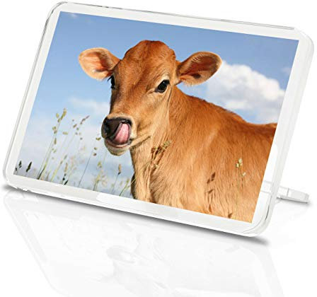 1 x Fridge Magnet -Pretty Jersey Calf Classic Fridge Magnet - Cow Cattle Farm Animals Gift #15585