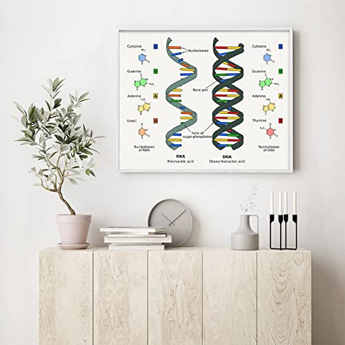 Poster Mit Menschlicher Dna Und Rna, Druck, Wissenschaft, Biologie, Leinwand, Gemälde, Wandkunst, Bild, Genetischer Code, Chemielehrer, Geschenke, Raumdekoration 30X40Cm Kein Rahmen