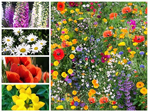 23 Packets Wild Flower Seeds Wildflower Meadow UK Poppy Corn Marigold Yarrow Forget ME NOT Wild Clary Tansy Borage Oxeye Daisy ST Johns Wort