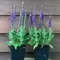 Salbei violett 1 Stück | Salvia nemorosa Salbei Pflanze