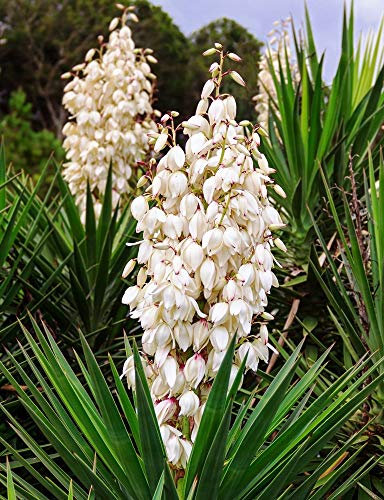 Yucca, Adam 's Nadel Samen - Fädige Palmlilie