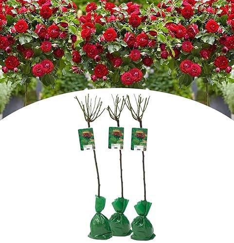 NatureNest, Stammrose XXL, Rosa, Rot, 3 Stück, 120-140 cm, Gartenpflanzen, Blütenpracht