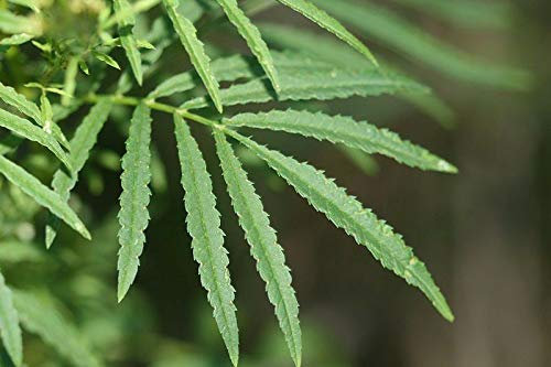 Portal Cool 50 Huacatay Semi, Tagetes minuta, Minty Peruviano Spice Herb - Cresciuto in USA