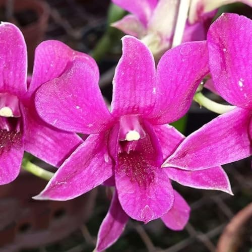 50 pcs Dendrobium nobile orchidee samen - zimmerpflanzen wenig lichtbedarf orchideen, nachhaltige produkte blumenwiese wildflower summer topfpflanzen draußen winterhart balkonpflanzen