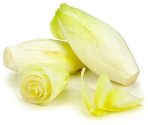 250 Graines d'Endive Demi-hâtive