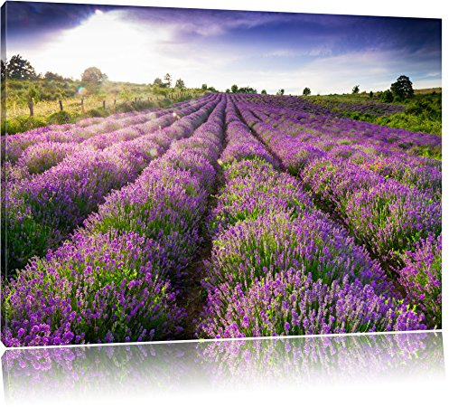Pixxprint Lavendelfeld Provence Bild, Größe: 100x70cm, Leinwandbild, fertig gespannt, Wandbild, Dekoration, Kunstdruck, kein Poster