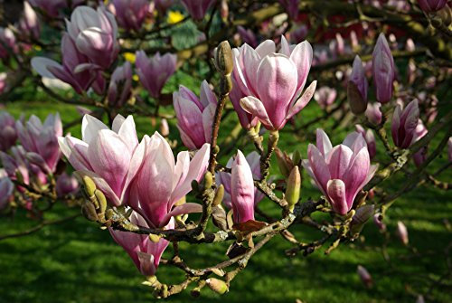 Tulpen Magnolien - Magnolia Soulangeana - 10 Frische Samen